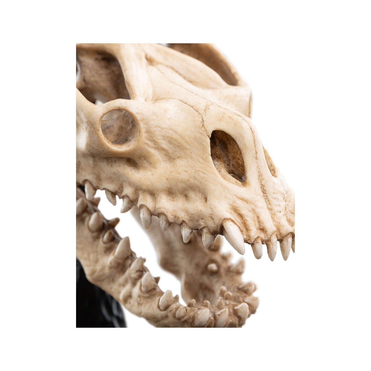 Weta - The Lord of the Rings - Skull of a Fell Beast - LOTR