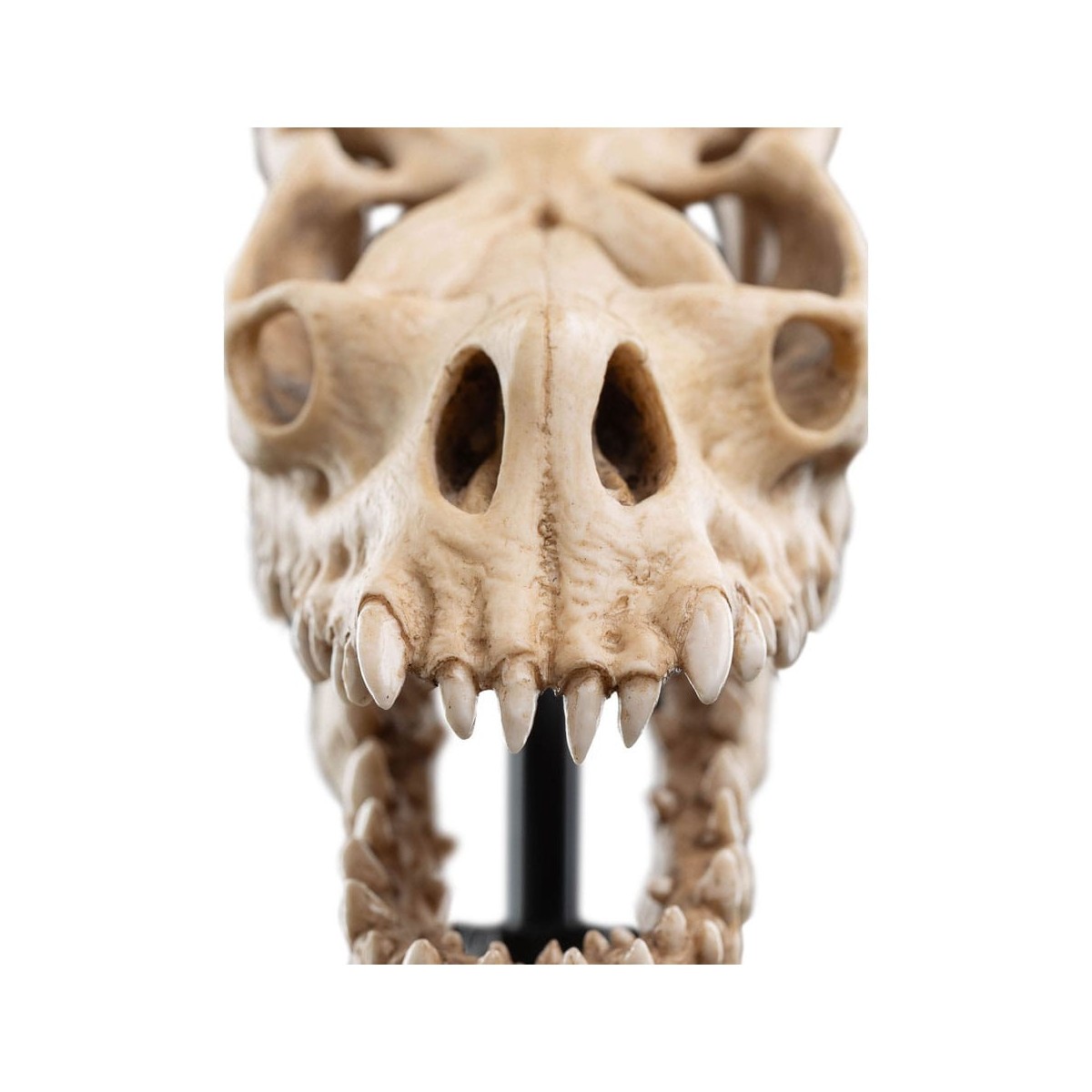 Weta - The Lord of the Rings - Skull of a Fell Beast - LOTR