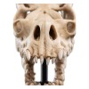 Weta - The Lord of the Rings - Skull of a Fell Beast - LOTR