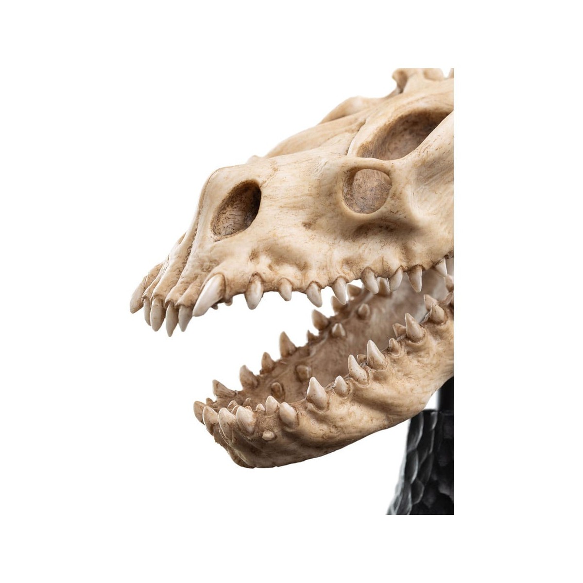 Weta - The Lord of the Rings - Skull of a Fell Beast - LOTR
