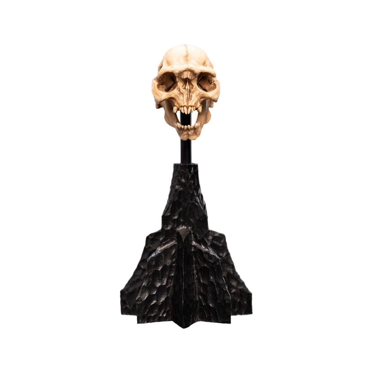 Weta - The Lord of the Rings - Skull of a Moria Orc - LOTR