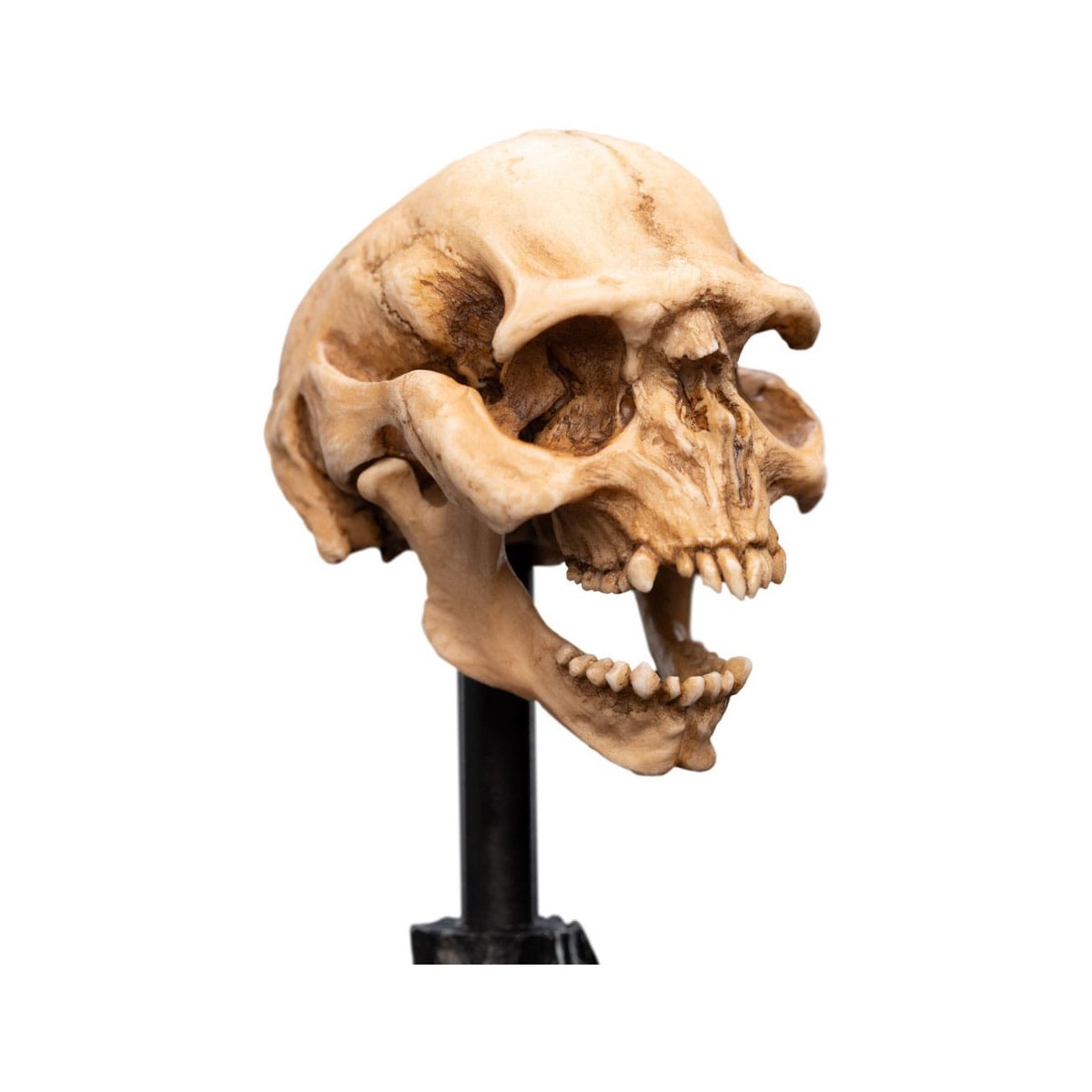 Weta - The Lord of the Rings - Skull of a Moria Orc - LOTR