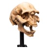 Weta - The Lord of the Rings - Skull of a Moria Orc - LOTR