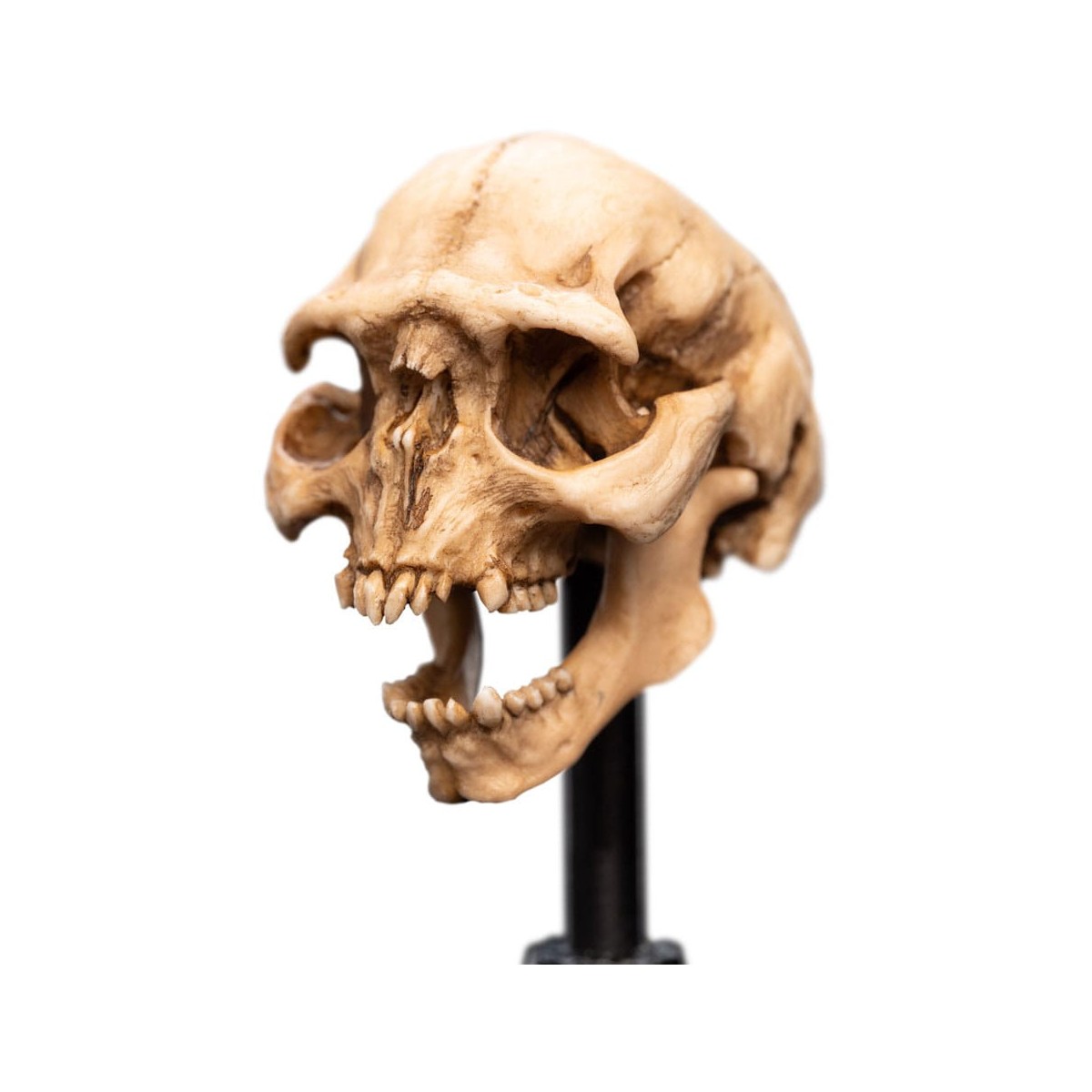 Weta - The Lord of the Rings - Skull of a Moria Orc - LOTR