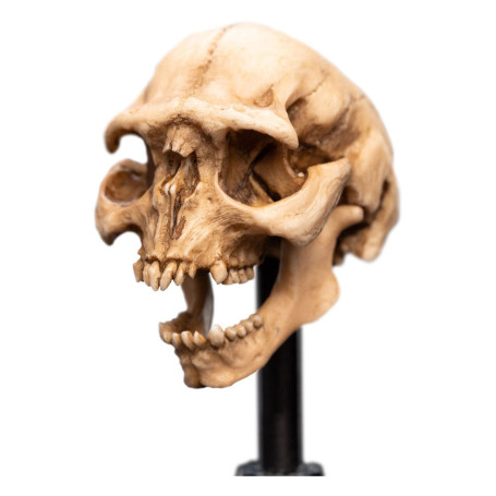 Weta - The Lord of the Rings - Skull of a Moria Orc - LOTR