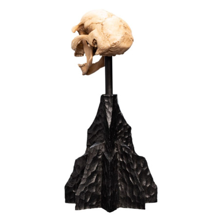 Weta - The Lord of the Rings - Skull of a Moria Orc - LOTR