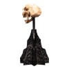 Weta - The Lord of the Rings - Skull of a Moria Orc - LOTR