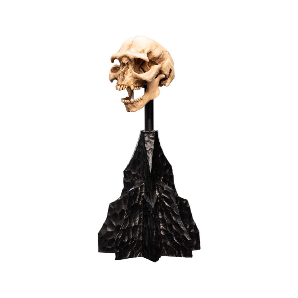 Weta - The Lord of the Rings - Skull of a Moria Orc - LOTR