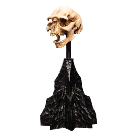 Weta - The Lord of the Rings - Skull of a Moria Orc - LOTR