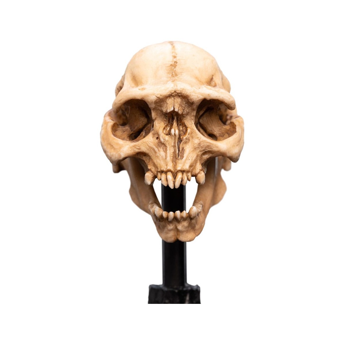 Weta - The Lord of the Rings - Skull of a Moria Orc - LOTR