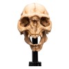 Weta - The Lord of the Rings - Skull of a Moria Orc - LOTR