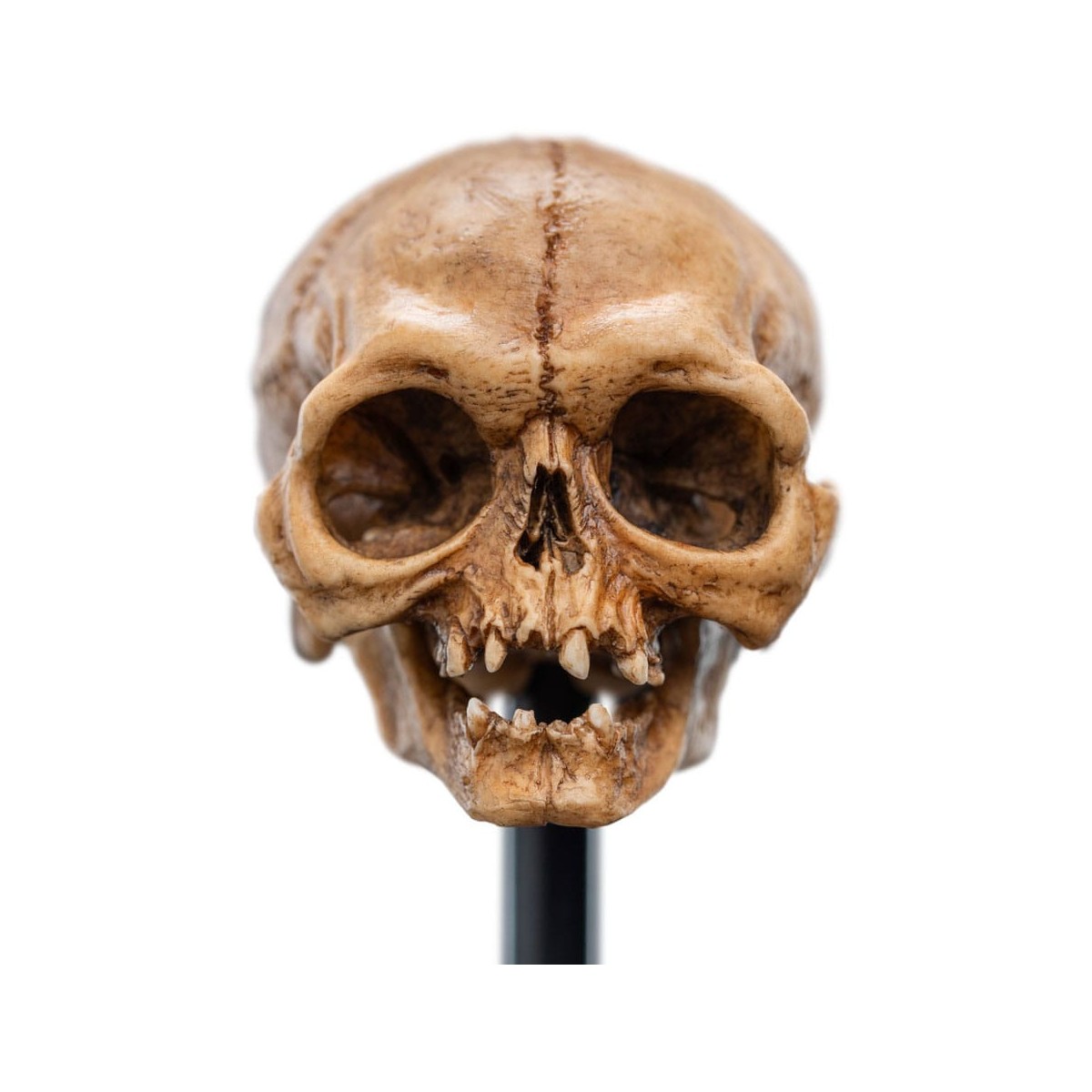 Weta - The Lord of the Rings - Skull of Gollum - LOTR