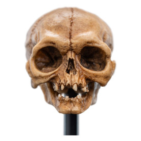Weta - The Lord of the Rings - Skull of Gollum - LOTR