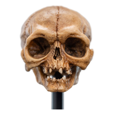 Weta - The Lord of the Rings - Skull of Gollum - LOTR