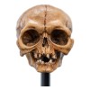 Weta - The Lord of the Rings - Skull of Gollum - LOTR
