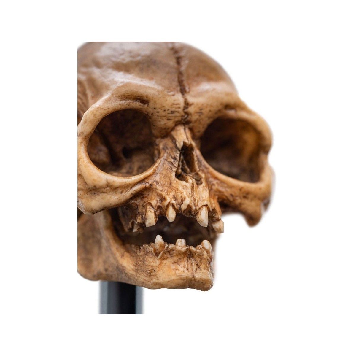 Weta - The Lord of the Rings - Skull of Gollum - LOTR