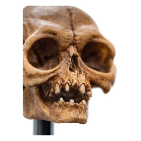 Weta - The Lord of the Rings - Skull of Gollum - LOTR