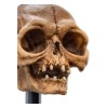 Weta - The Lord of the Rings - Skull of Gollum - LOTR