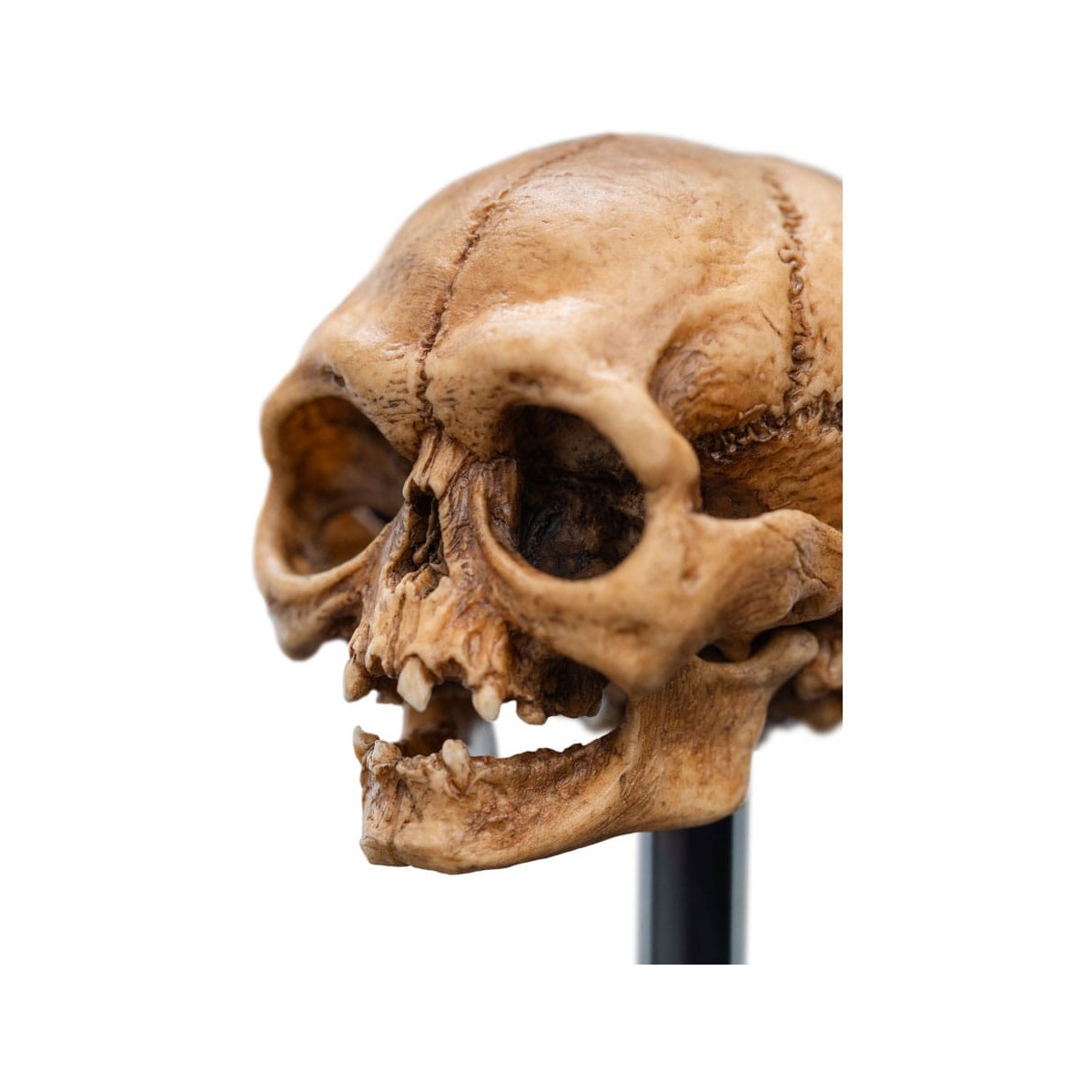 Weta - The Lord of the Rings - Skull of Gollum - LOTR