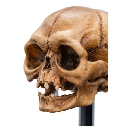 Weta - The Lord of the Rings - Skull of Gollum - LOTR
