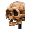 Weta - The Lord of the Rings - Skull of Gollum - LOTR