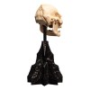 Weta - The Lord of the Rings - Skull of Lurtz - LOTR