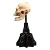 Weta - The Lord of the Rings - Skull of Lurtz - LOTR