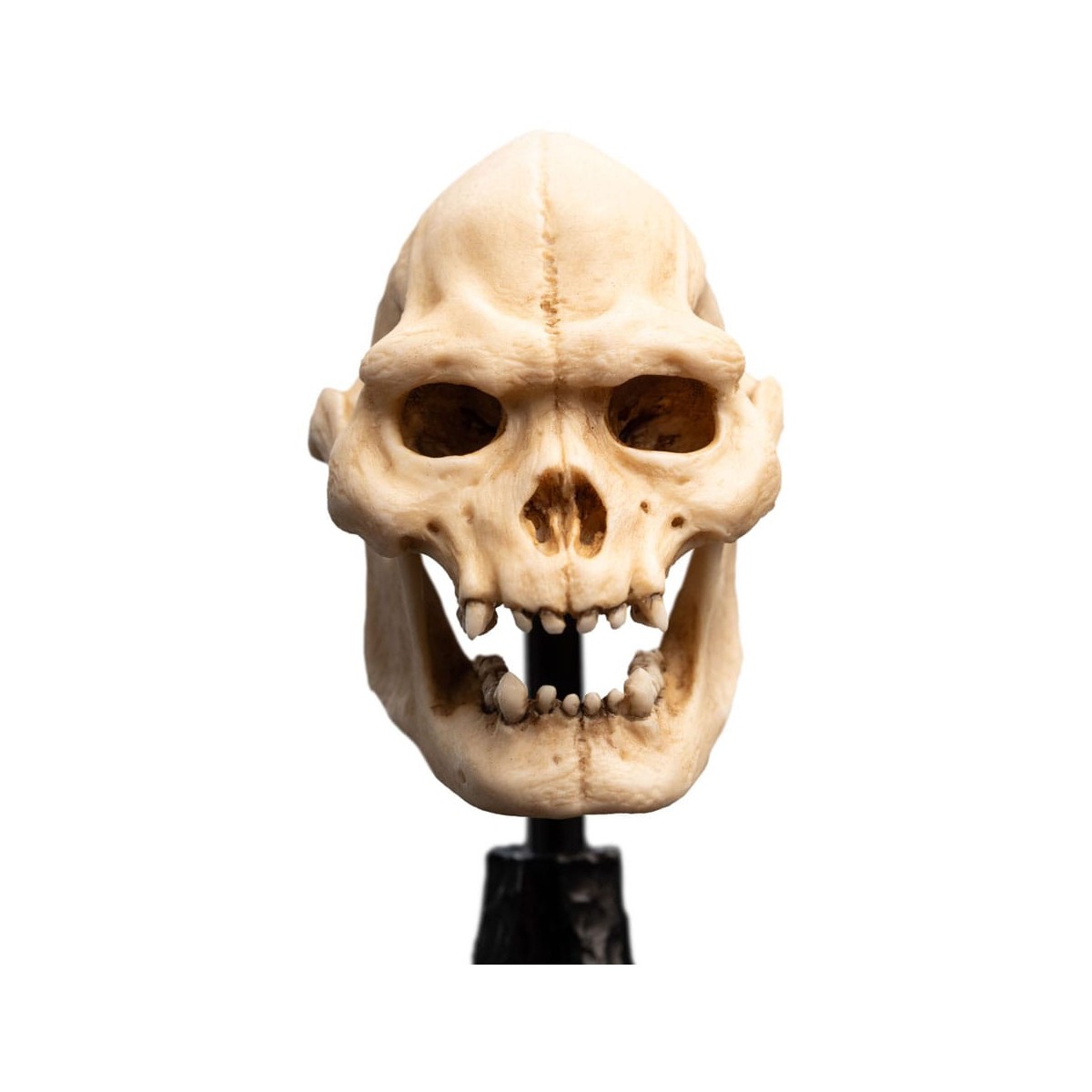 Weta - The Lord of the Rings - Skull of Lurtz - LOTR