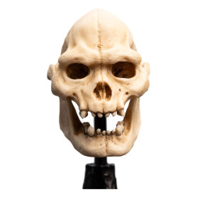 Weta - The Lord of the Rings - Skull of Lurtz - LOTR