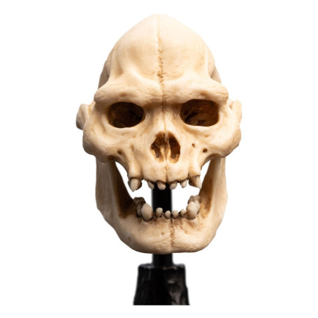 Weta - The Lord of the Rings - Skull of Lurtz - LOTR