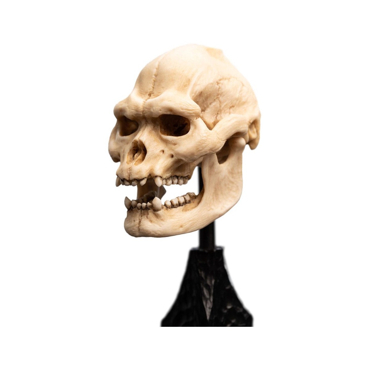 Weta - The Lord of the Rings - Skull of Lurtz - LOTR