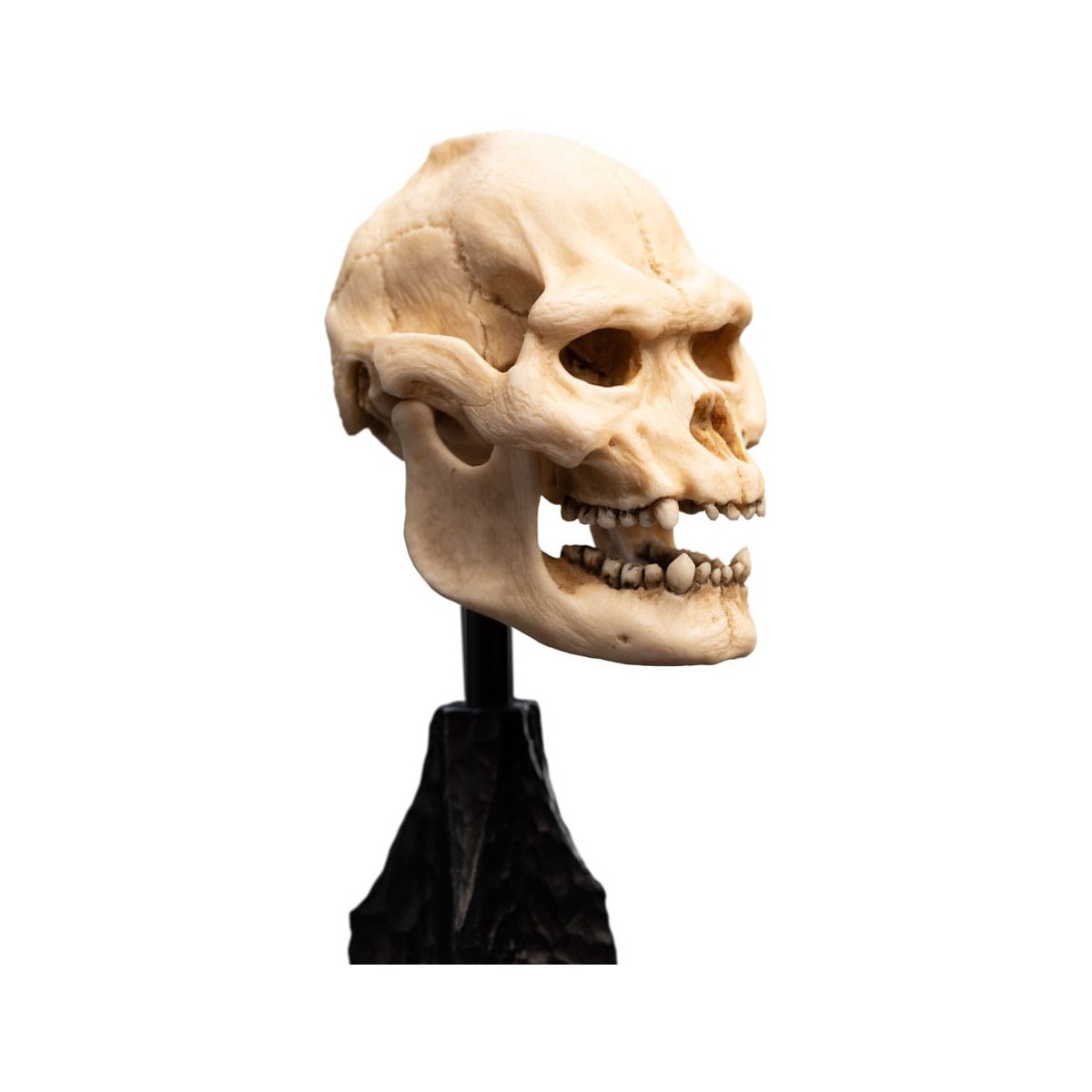 Weta - The Lord of the Rings - Skull of Lurtz - LOTR