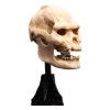 Weta - The Lord of the Rings - Skull of Lurtz - LOTR