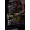Iron Studios - I want to Believe - E.T. Varginha 1/10 BDS Art Scale