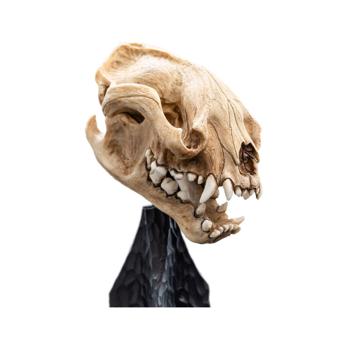 Weta - The Lord of the Rings - Skull of Warg - LOTR