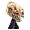 Weta - The Lord of the Rings - Skull of Warg - LOTR