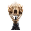 Weta - The Lord of the Rings - Skull of Warg - LOTR