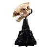 Weta - The Lord of the Rings - Skull of Warg - LOTR