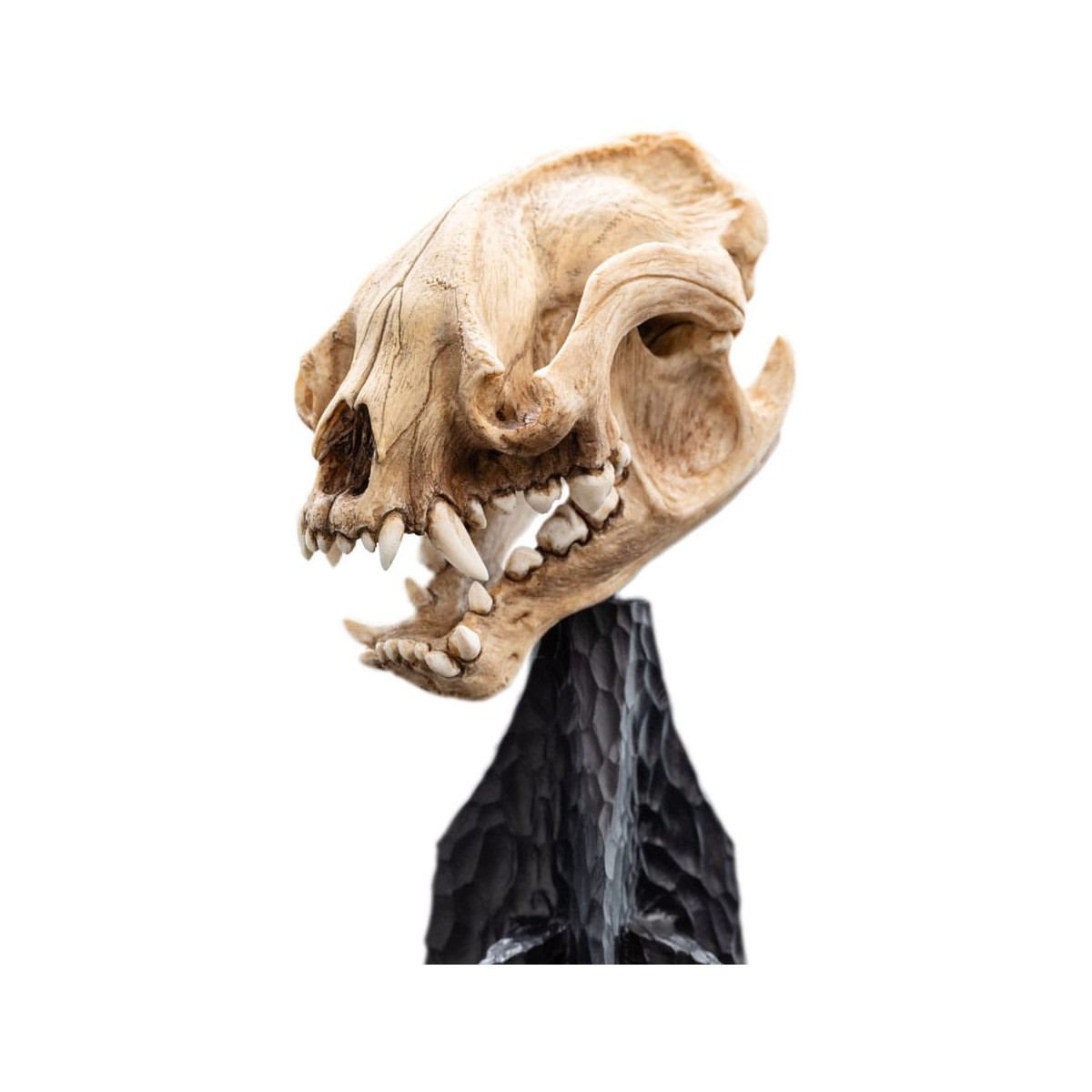 Weta - The Lord of the Rings - Skull of Warg - LOTR