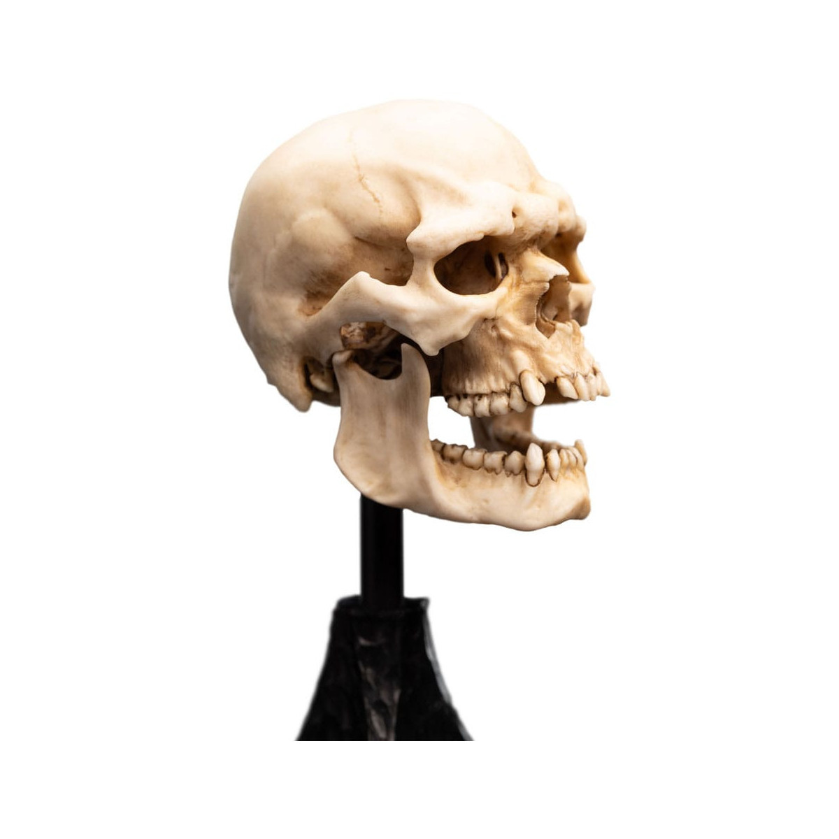 Weta - The Lord of the Rings - Skull of a Mordor Orc - LOTR