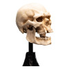 Weta - The Lord of the Rings - Skull of a Mordor Orc - LOTR