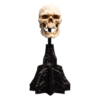 Weta - The Lord of the Rings - Skull of a Mordor Orc - LOTR