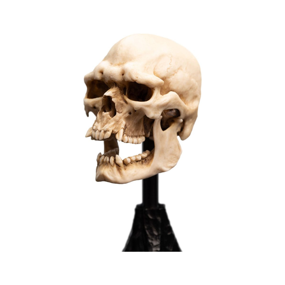 Weta - The Lord of the Rings - Skull of a Mordor Orc - LOTR