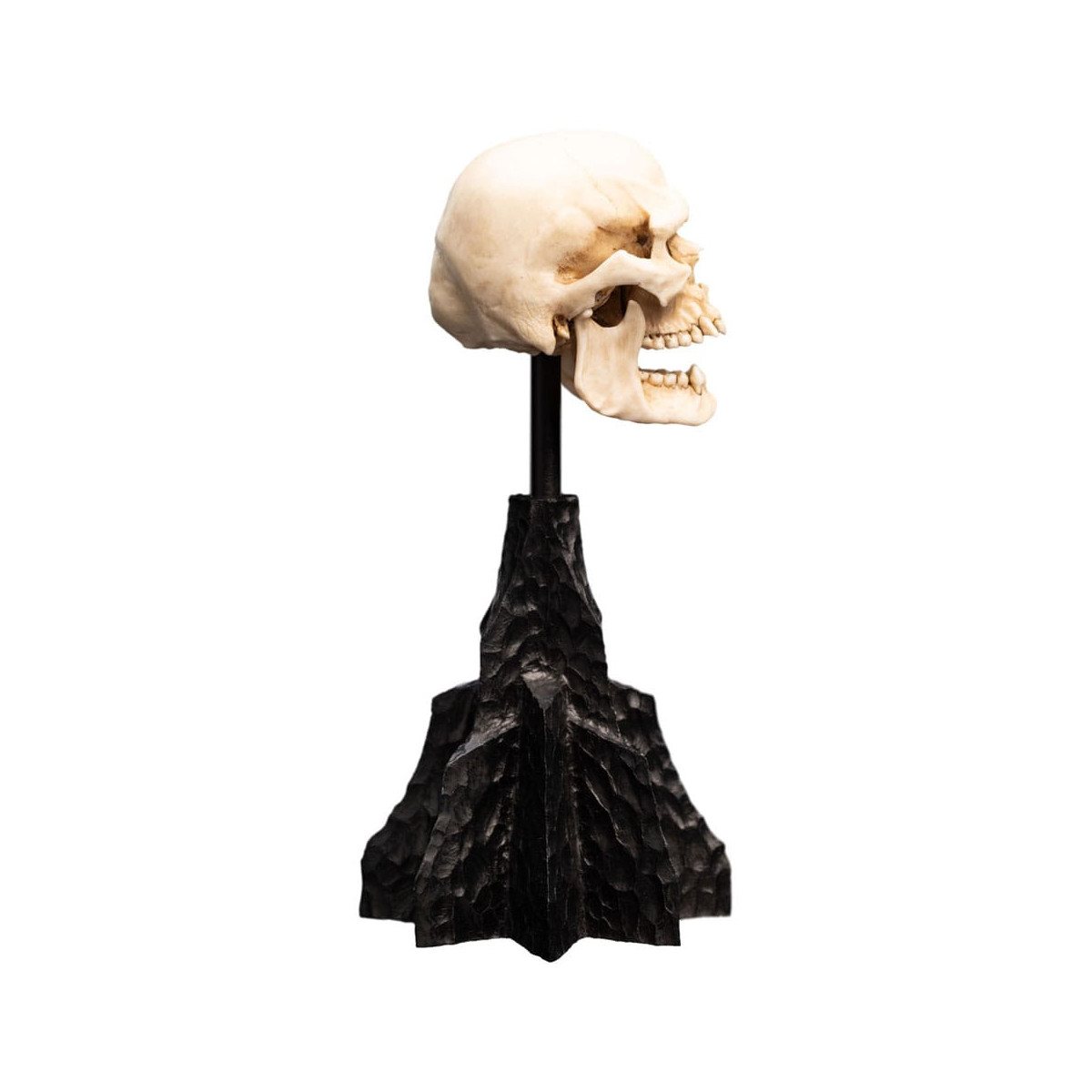 Weta - The Lord of the Rings - Skull of a Mordor Orc - LOTR