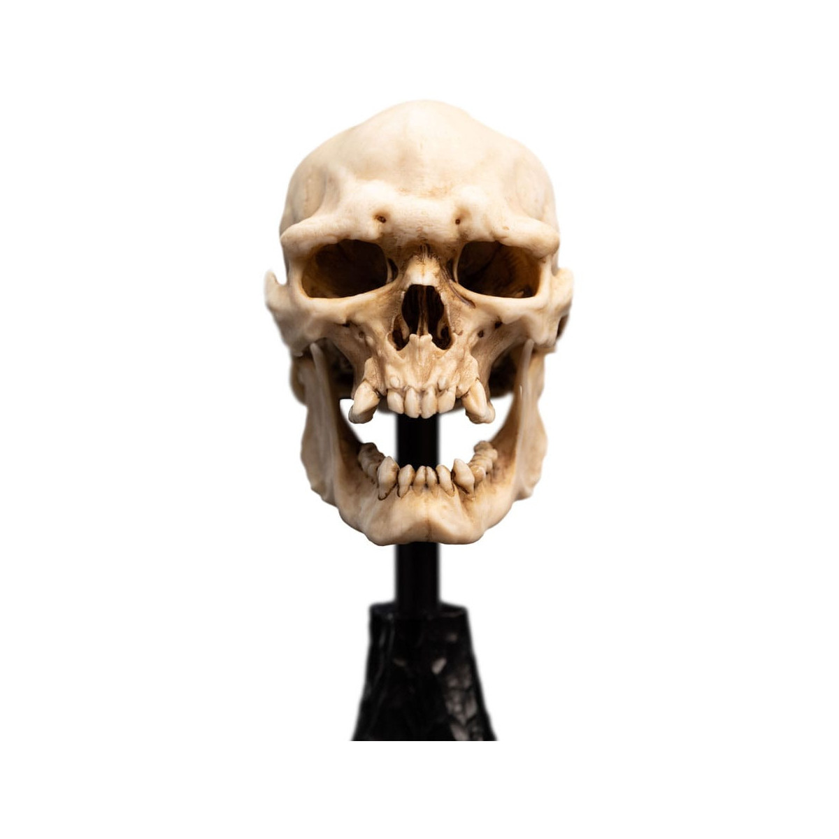 Weta - The Lord of the Rings - Skull of a Mordor Orc - LOTR