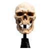 Weta - The Lord of the Rings - Skull of a Mordor Orc - LOTR