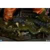 Sideshow DC Comics - Killer Croc Premium Format 1/4