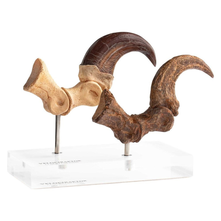 Toynami ECC Elite Creature Collectibles - Velociraptor Foot Claw and Fossil Claw Set - Jurassic Park