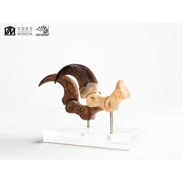 Toynami ECC Elite Creature Collectibles - Velociraptor Foot Claw and Fossil Claw Set - Jurassic Park