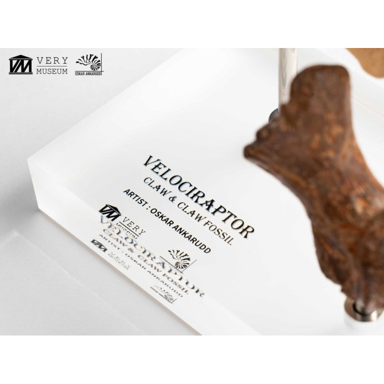 Toynami ECC Elite Creature Collectibles - Velociraptor Foot Claw and Fossil Claw Set - Jurassic Park